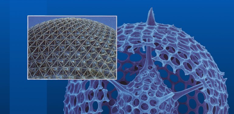 Bio-form implication in architectural design